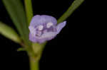 Ozark calamint